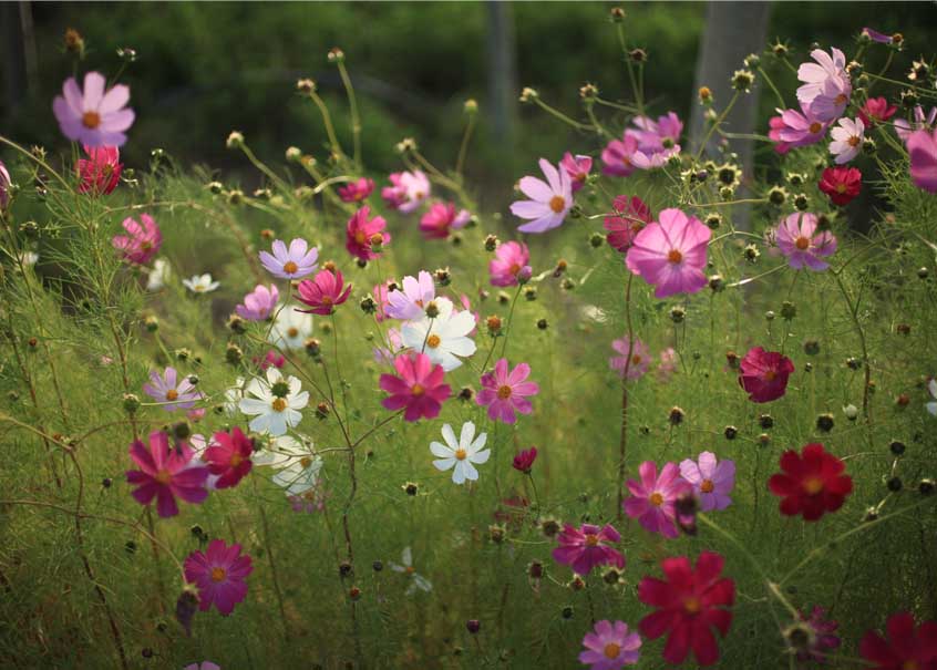 路邊小花（寧夏慶華園區(qū)）